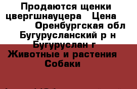Продаются щенки цвергшнауцера › Цена ­ 20 000 - Оренбургская обл., Бугурусланский р-н, Бугуруслан г. Животные и растения » Собаки   